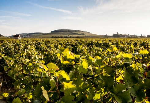 伯恩丘产区（Cote de Beaune）