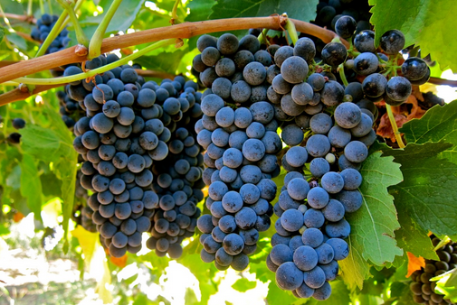 小西拉（Petite Sirah）