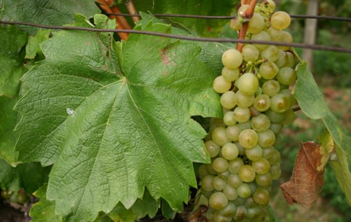 富尔民特（Furmint）