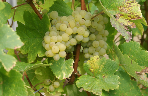 萨瓦涅（Savagnin）