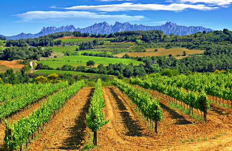 佩内德斯（Penedes）