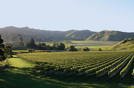 吉斯本产区（Gisborne）