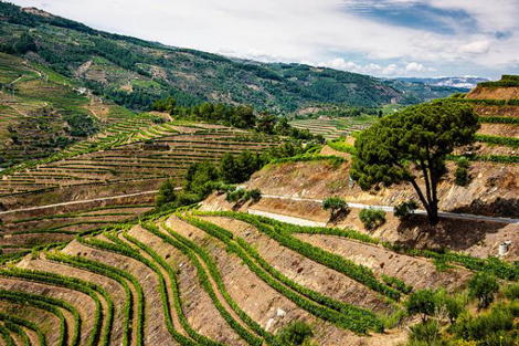 杜罗河谷The Douro Valley