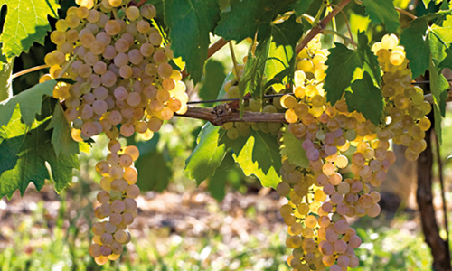 卡尔卡耐卡（Garganega）