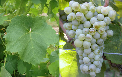 莫札克（Mauzac）葡萄