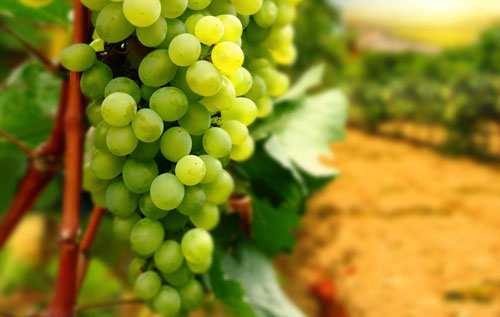 维蒂奇诺（Verdicchio）