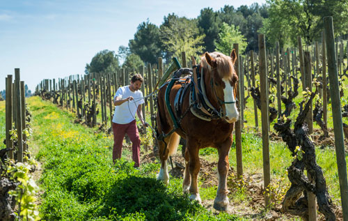 生物动力学葡萄酒（Biodynamic Wines）