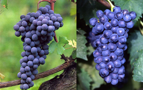 内比奥罗（Nebbiolo）和桑娇维塞（Sangiovese）