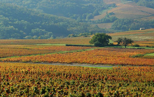 博若莱产区（Beaujolais）葡萄园