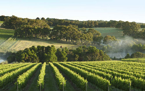 莫宁顿半岛（Mornington Peninsula）