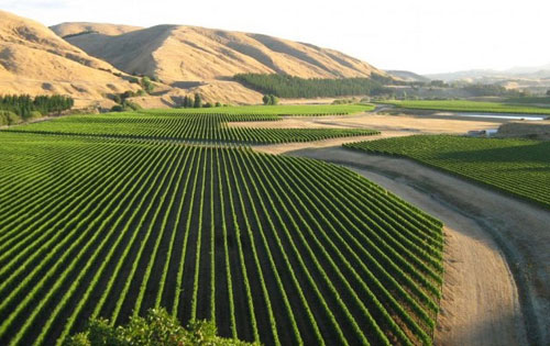 马丁堡产区（Martinborough）