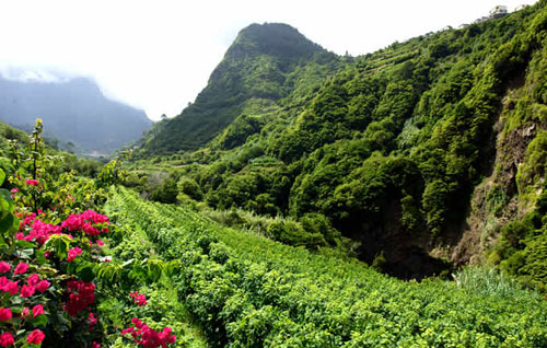 马德拉产区（Madeira）