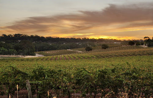 克莱尔谷（Clare Valley）葡萄酒产区