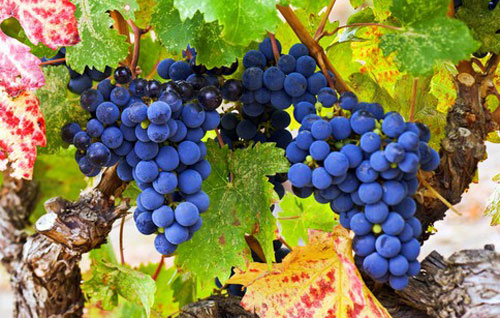 品丽珠（Cabernet Franc）