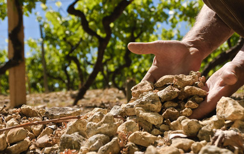 葡萄酒风土（terroir）的含义