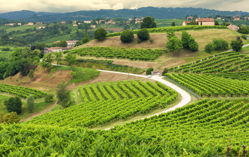  特雷维索产区（Prosecco di Treviso）