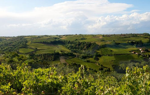  阿布鲁佐瑟拉索罗产区（Cerasuolo d'Abruzzo DOC）